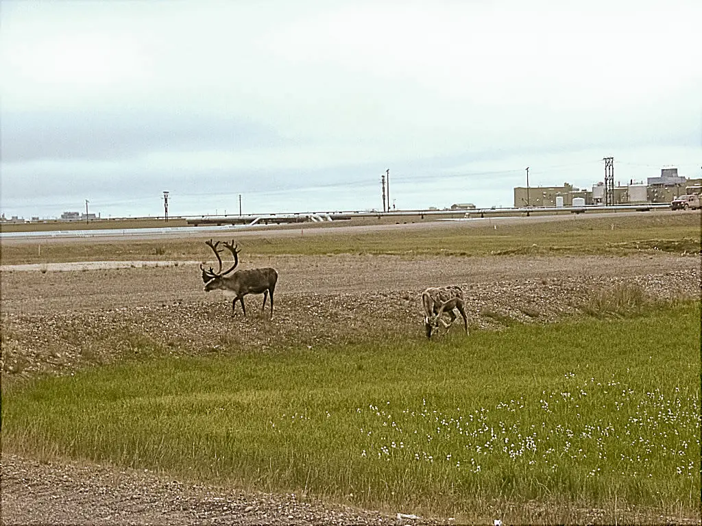 Prudhoe Bay - north-slope-arctic