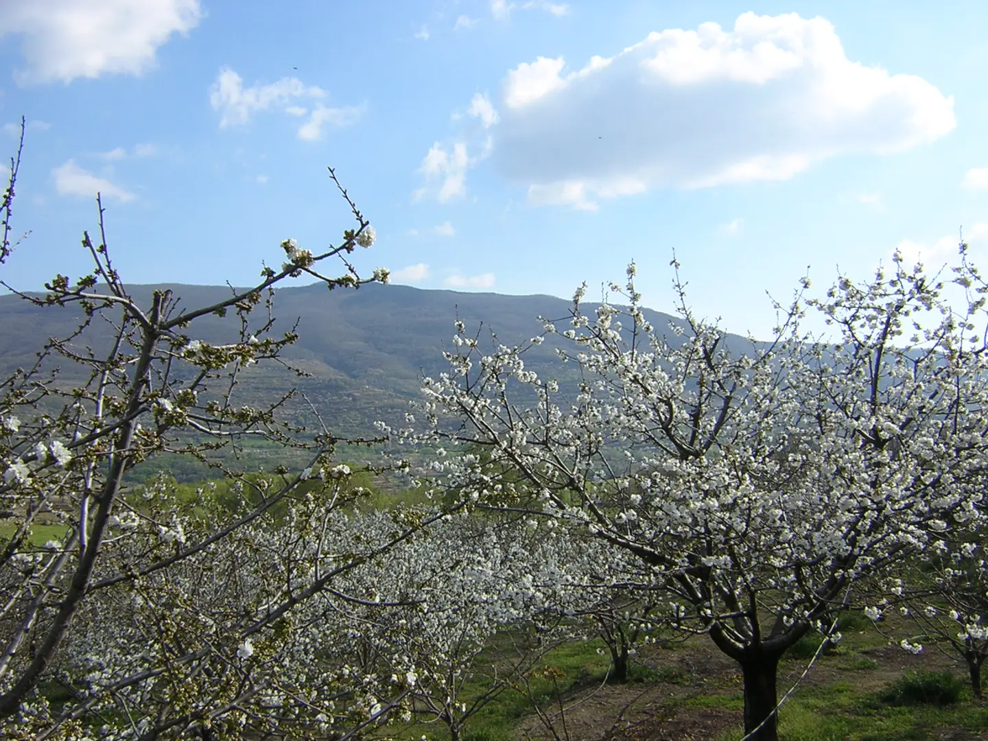 Jerte Spain - Valle del Jerte