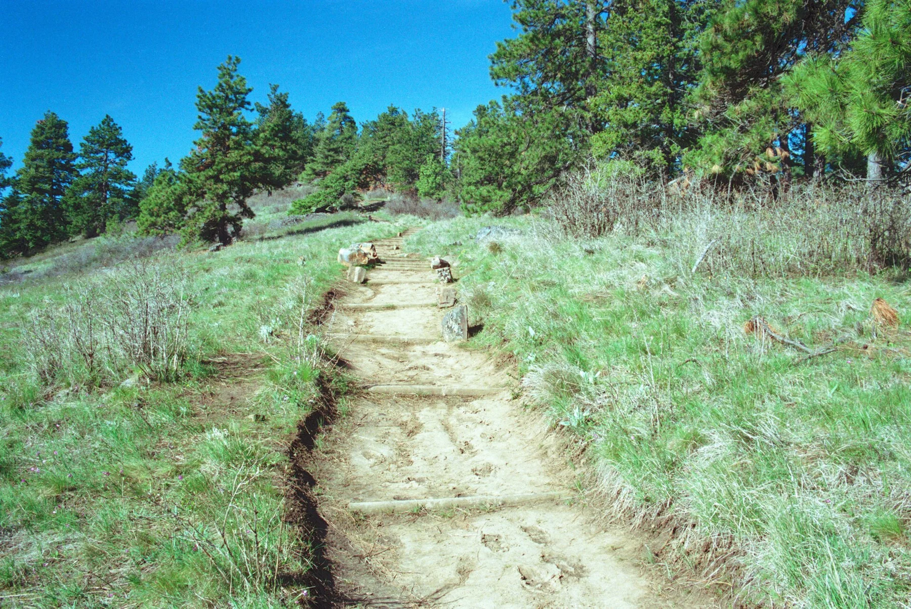 Sendero forestal de Pine Ridge en Kamiak Butte