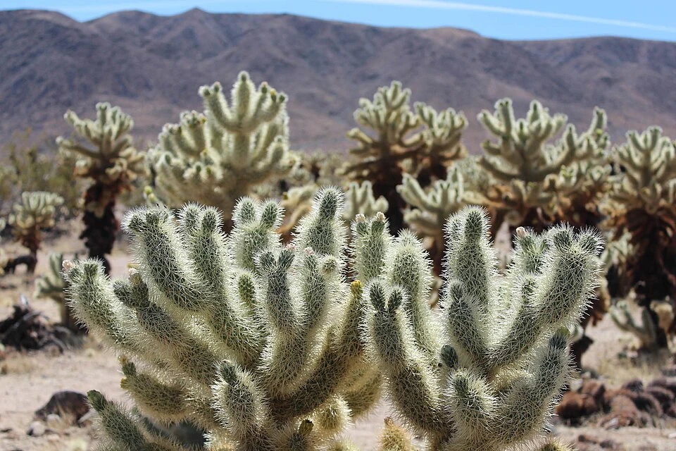 Cholla Cactus Garden