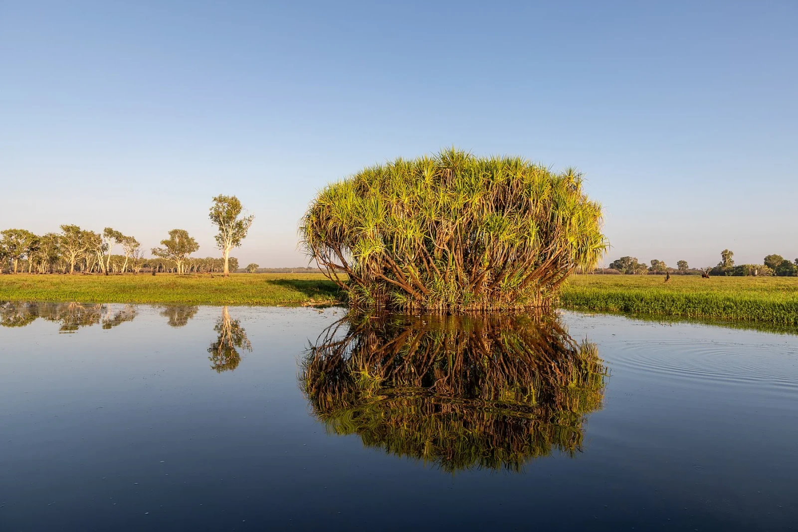Humedales de Yellow Water en Kakadu