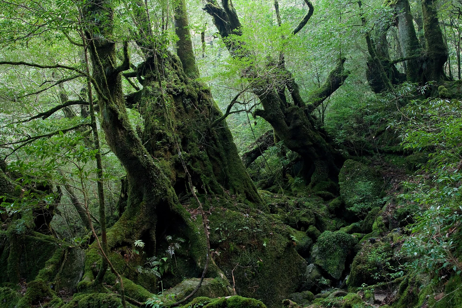 El bosque de Shiratani Unsui