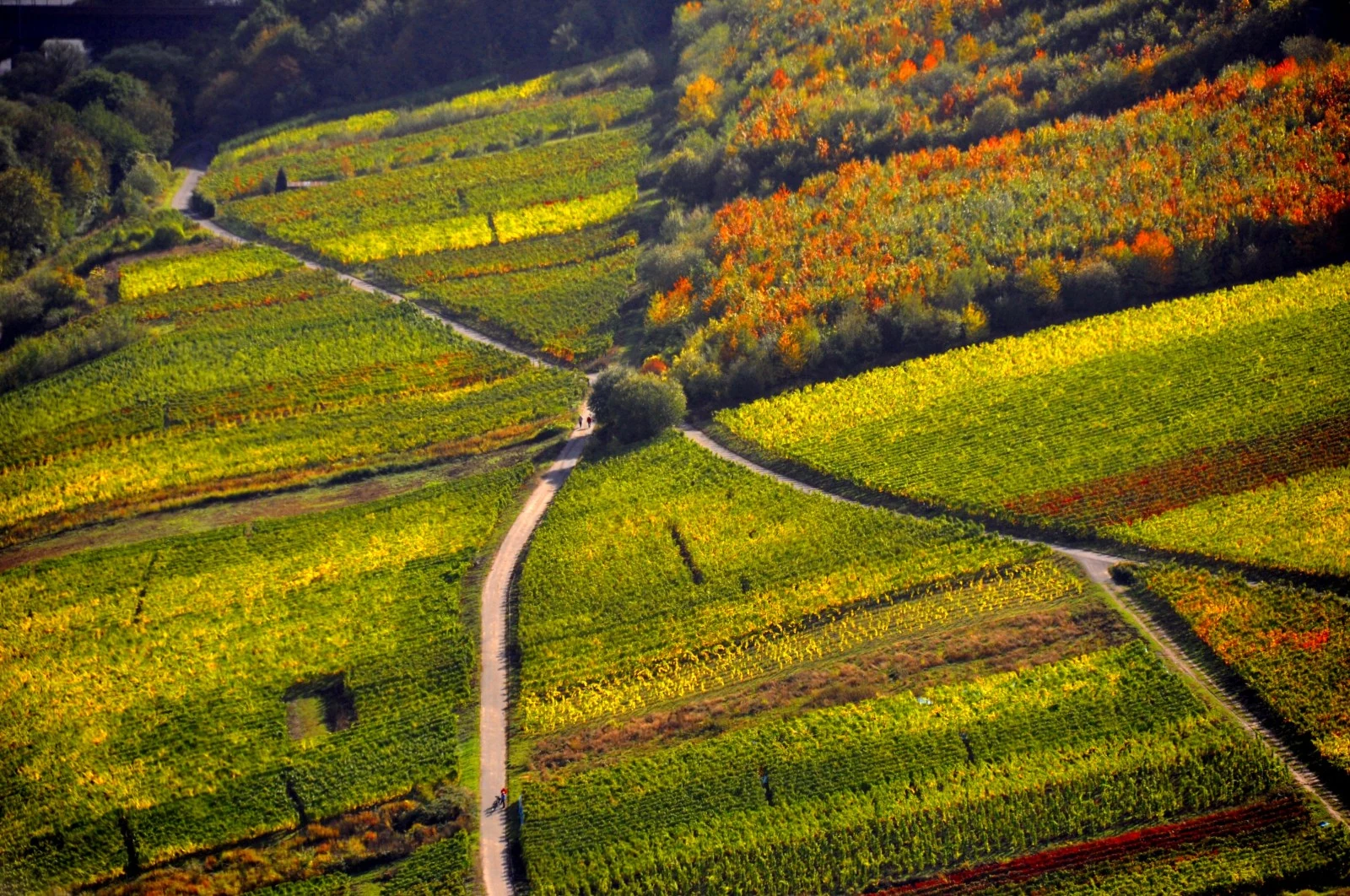 The vineyards near the monastery of Stuben, facing Bremm