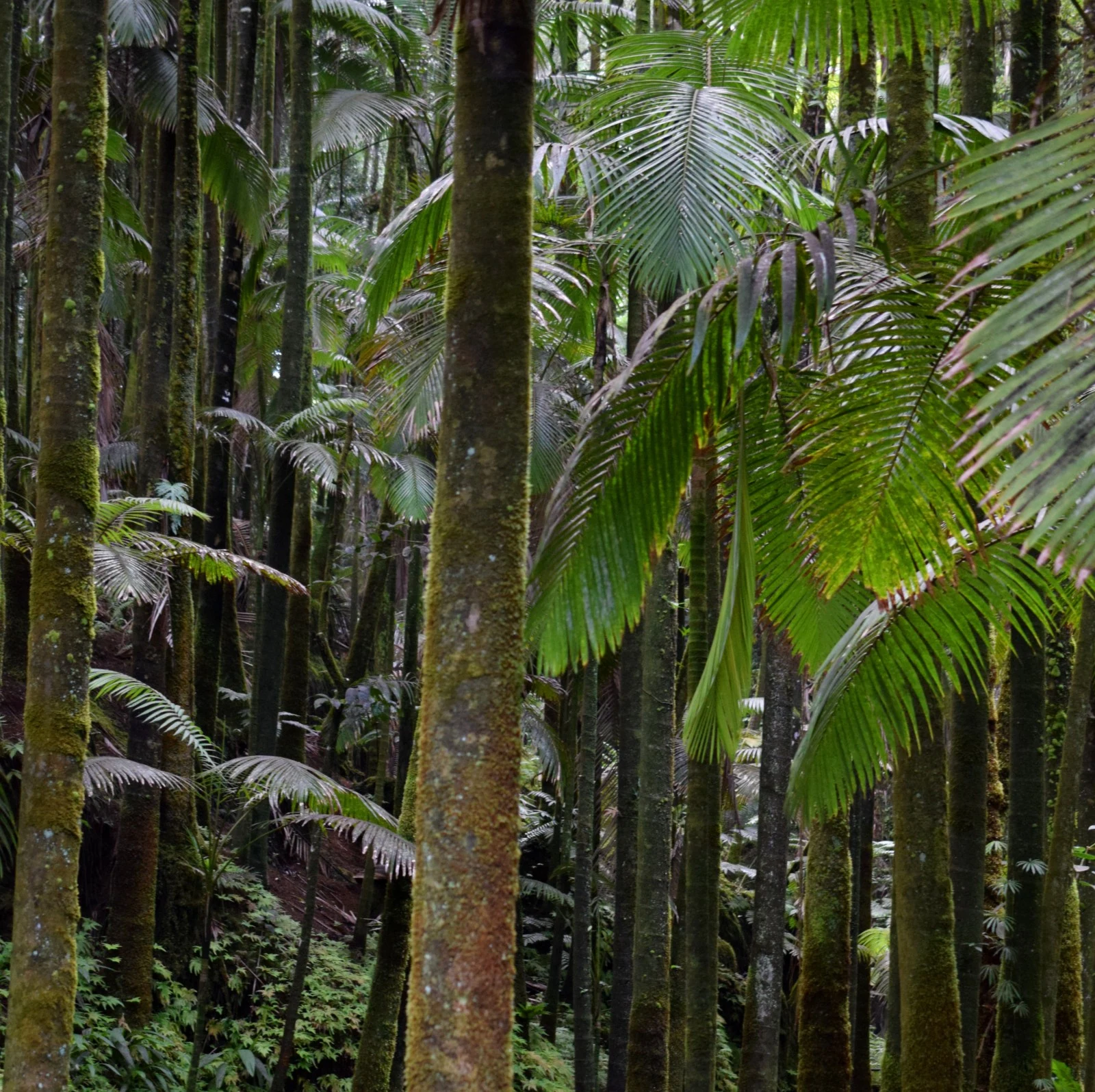 The palm trees of the tropical garden of Hawaii