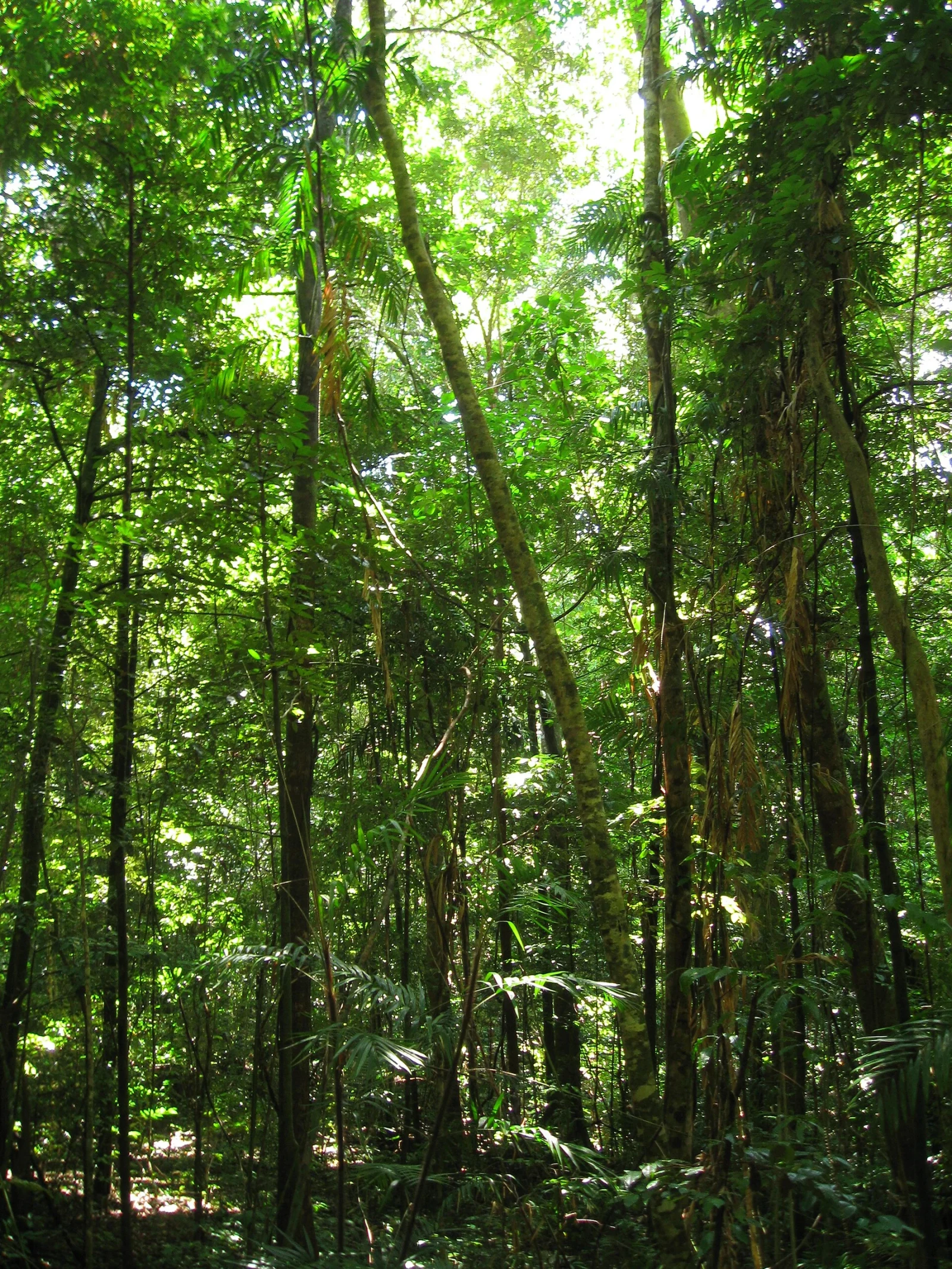 Daintree rainforest canopy