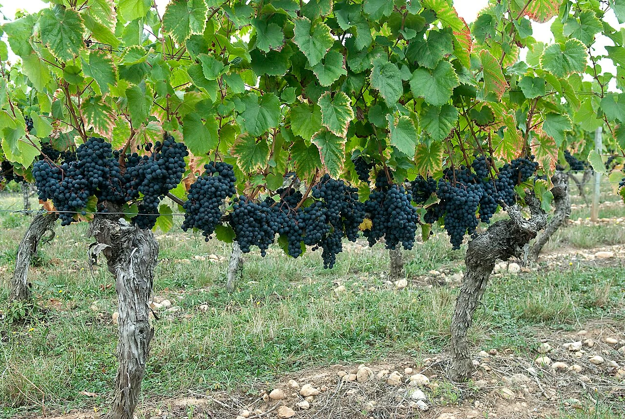 The clusters of Cahors vineyards, near Luzech