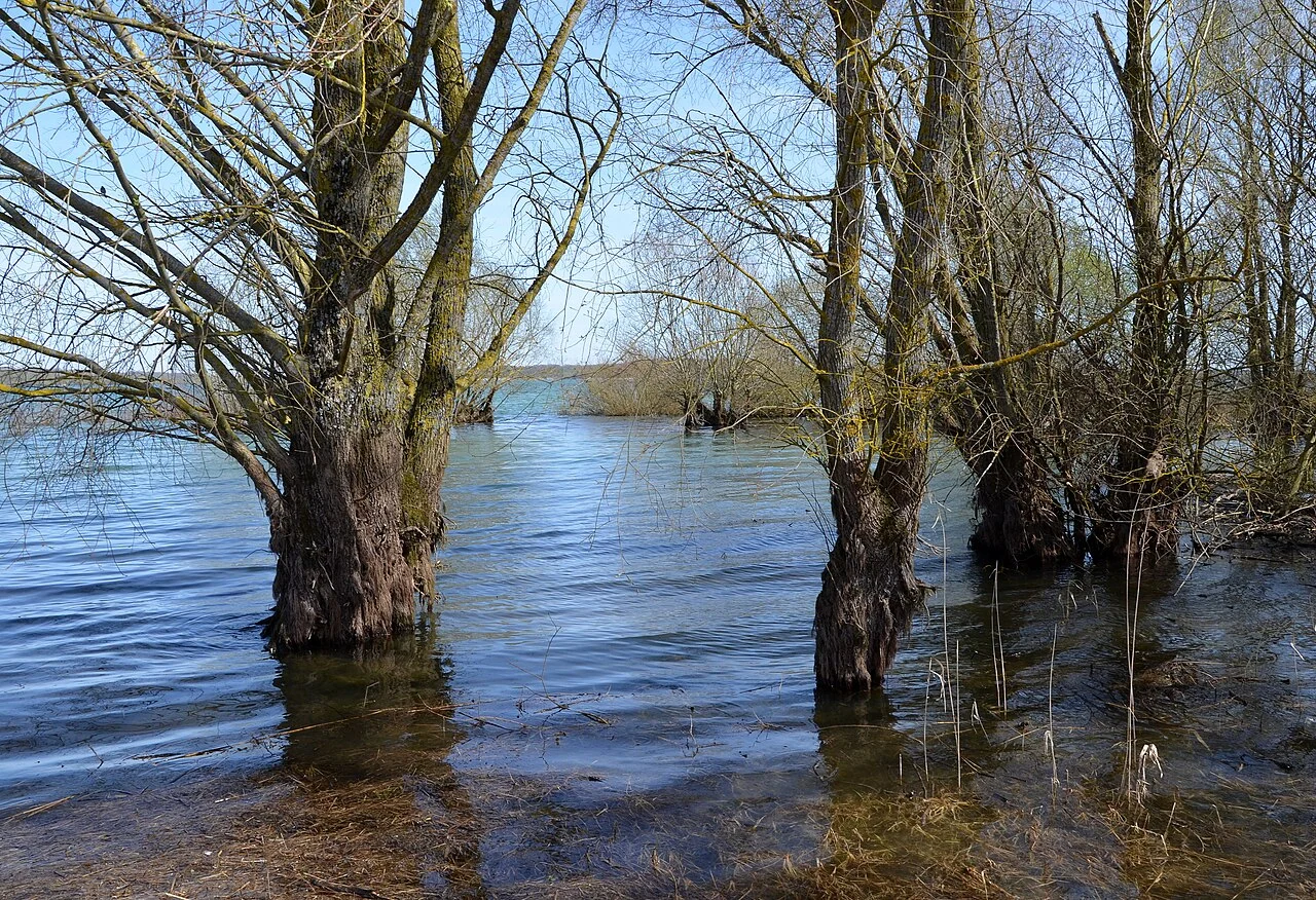 Los árboles con los troncos sumergidos en el lago del Der