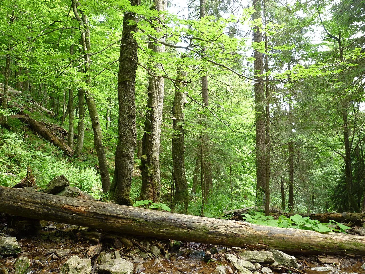 Los árboles antiguos del bosque bávaro