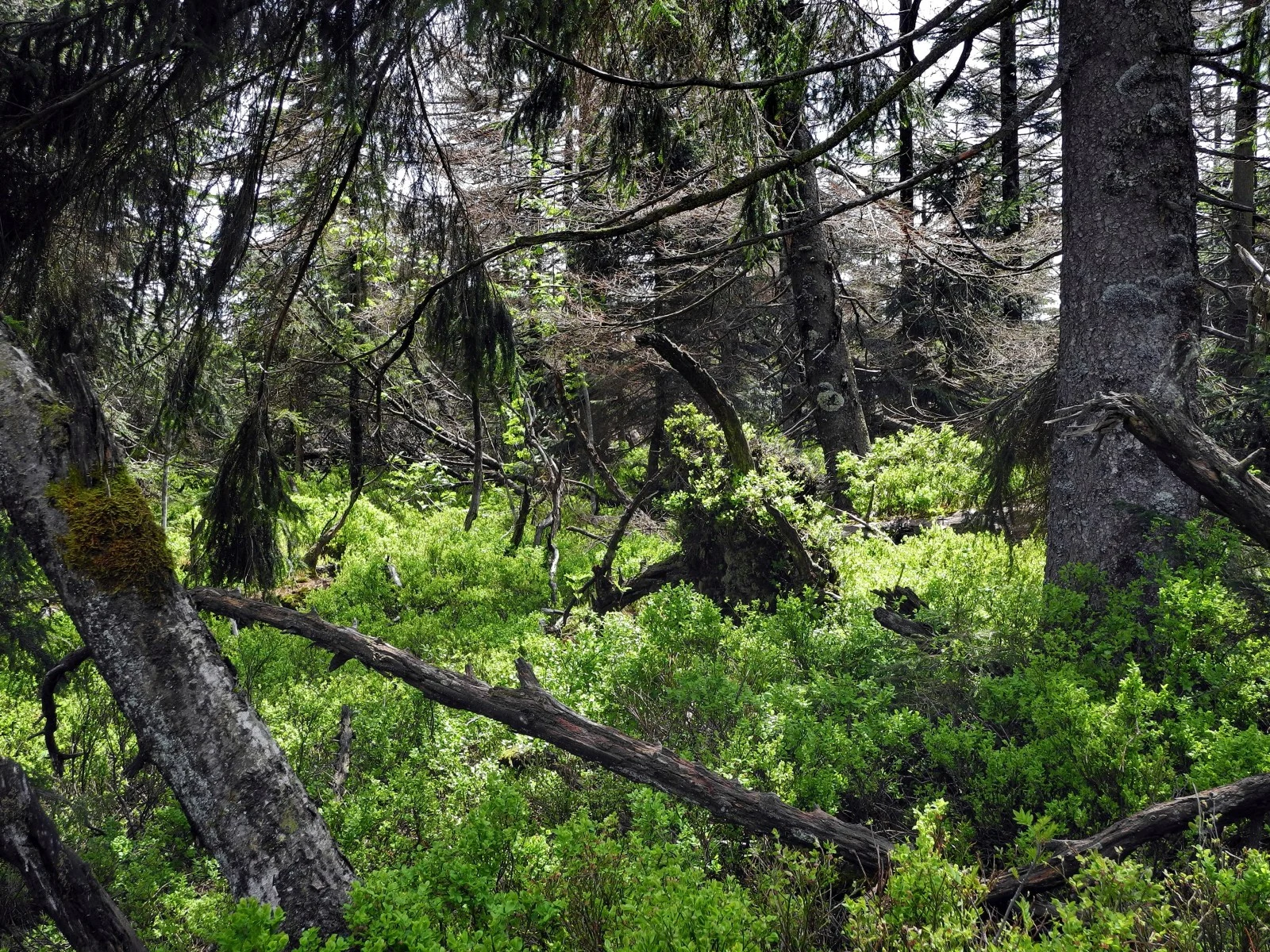 Bosque protegido Wildsee en el Bosque Negro