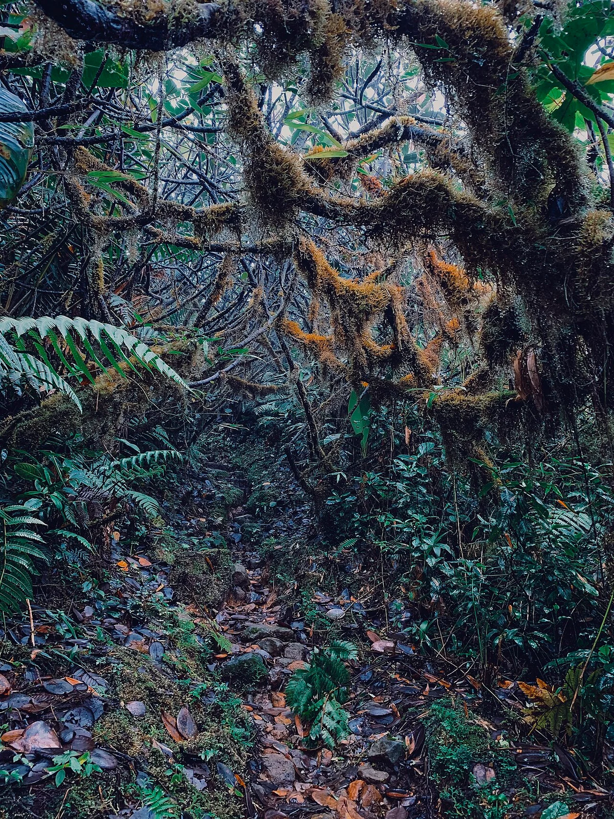 The tropical forest of Basse-Terre