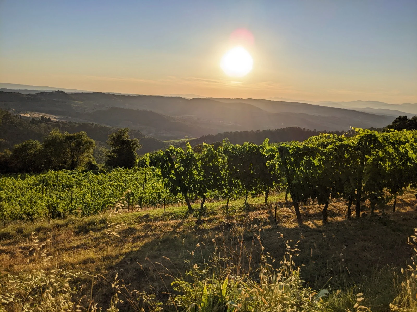 The vineyards of Chianti
