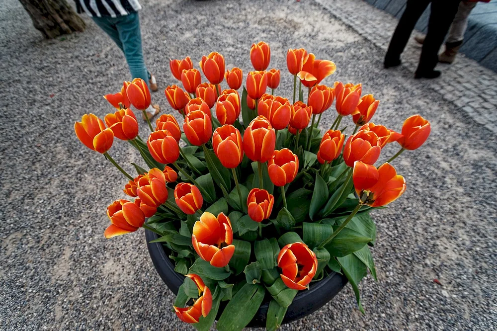 Amsterdam - Museumplein - Tulips around the Pond on Museumplein 02