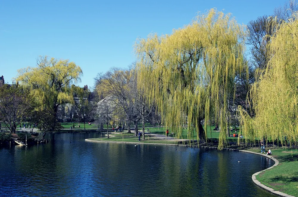 Boston Public Gardens, Spring 2013