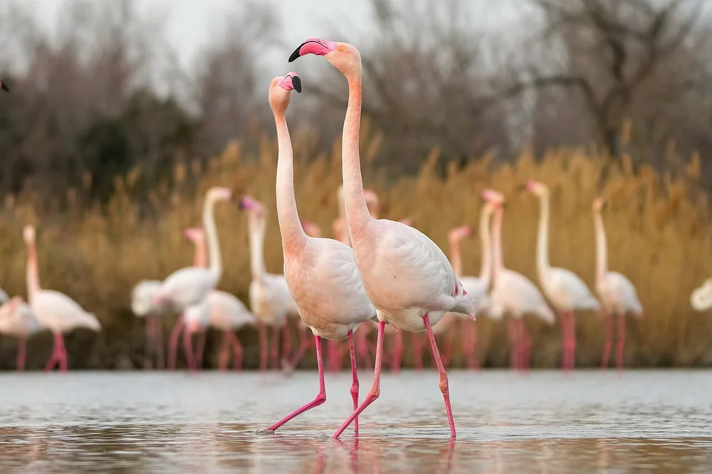 004 Greater flamingos walking in the Camargue during mating season Photo by Giles Laurent
