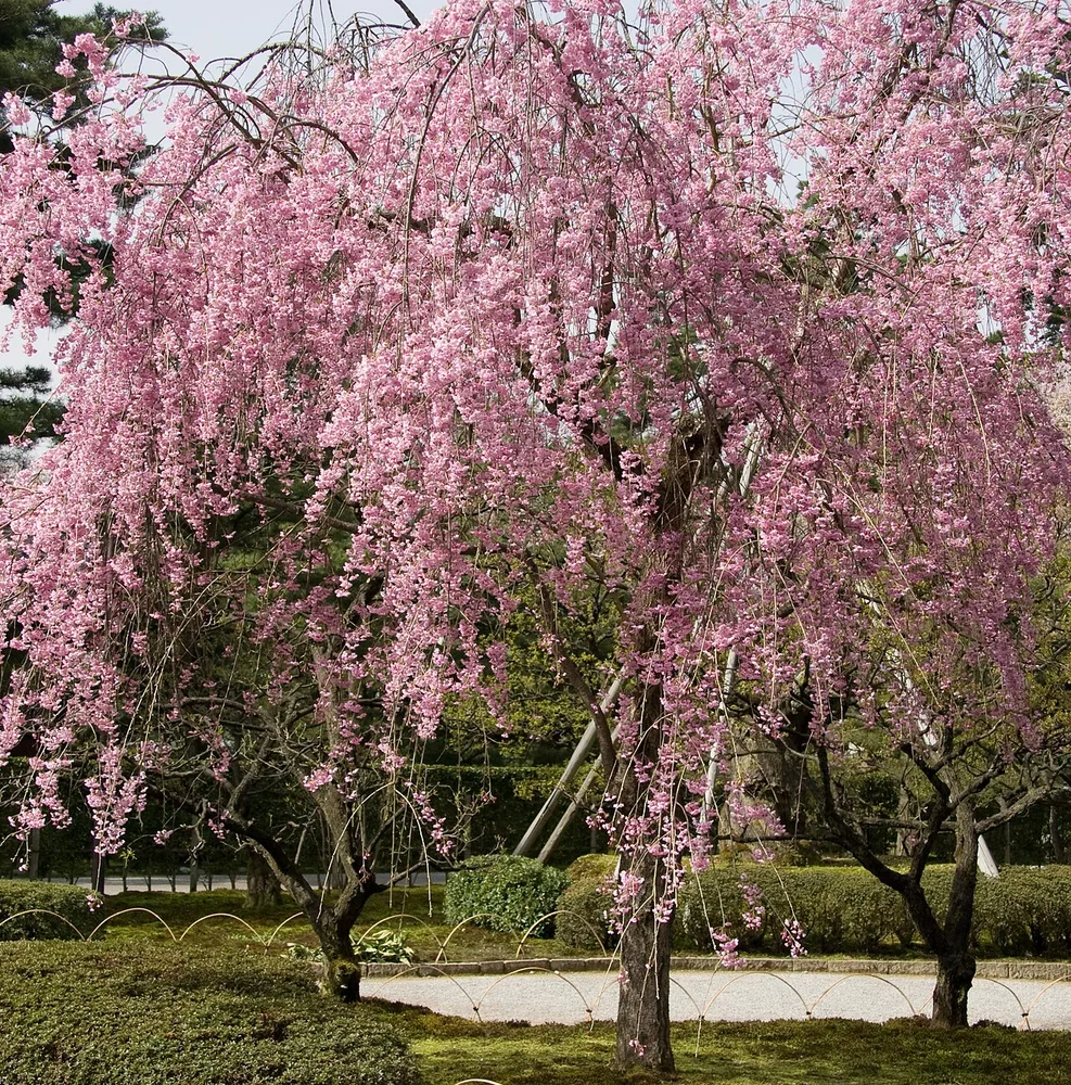 Kenrokuen (2443643683)