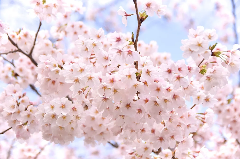 Kyoto sakura blossoms (51473590944)
