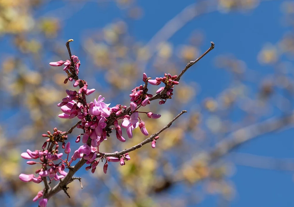 Judas tree (Cercis siliquastrum) flowers, Avenida Calouste Gulbenkian, Lisbon, Portugal julesvernex2