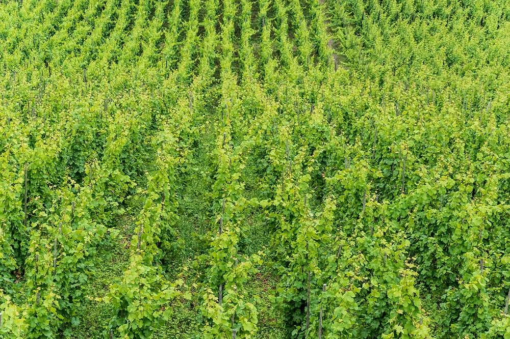 Cochem, Weinberg an der Reichsburg -- 2018 -- 0023