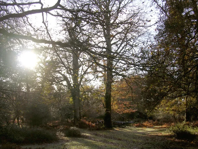 Autumn in Brinken Wood, New Forest - geograph.org.uk - 86990
