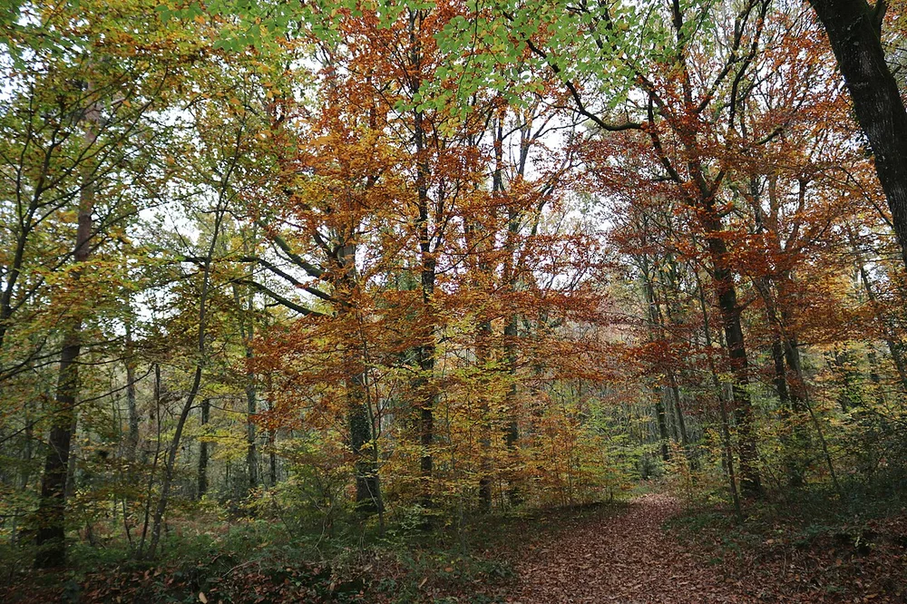 La forêt de Brocéliande en automne - 02