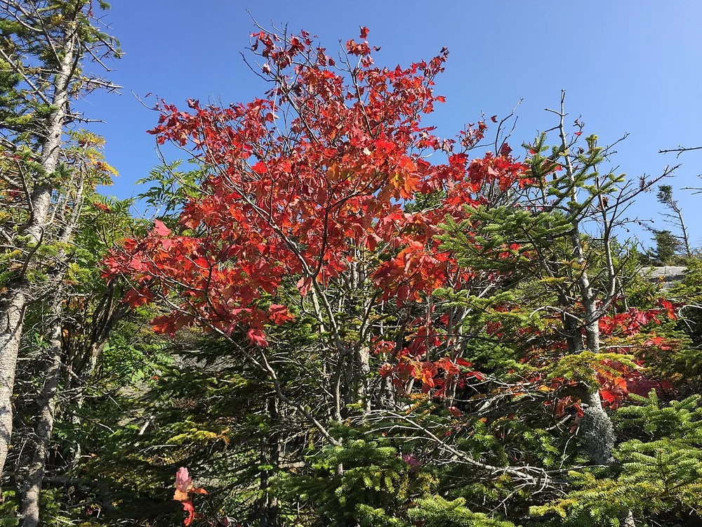 2017-09-11 11 04 16 Red Maple displaying early autumn foliage along the Maple Ridge Trail at about 3,020 feet above sea level on the western slopes of Mount Mansfield within Mount Mansfield State Forest in Stowe, Lamoille County, Vermont