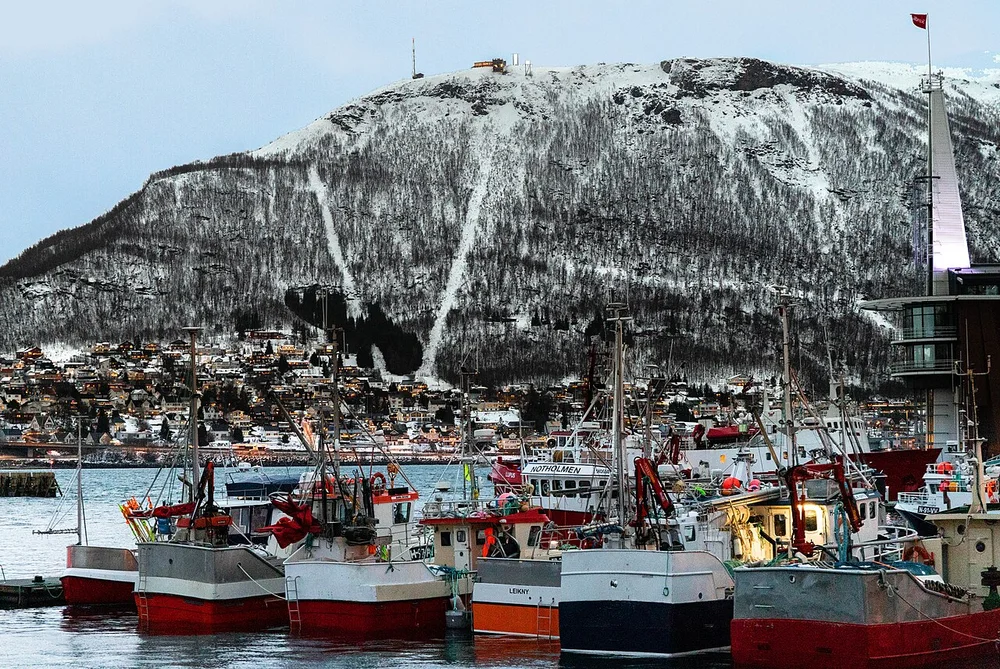 Tromso harbour flying rakkoon